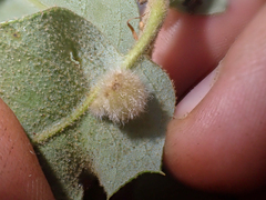 Disholandricus lasius