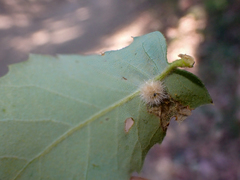 Disholandricus lasius