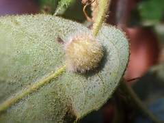 Disholandricus lasius