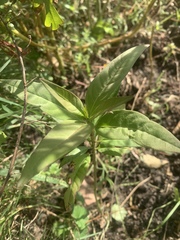 Magnoliopsida