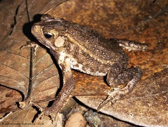 Ingerophrynus quadriporcatus