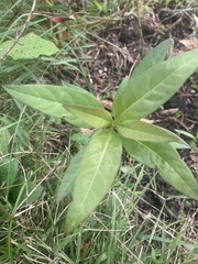 Magnoliopsida