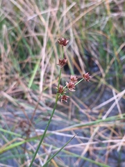 Juncus bulbosus