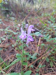 Scutellaria arenicola