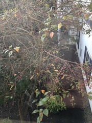 Cotoneaster glaucophyllus