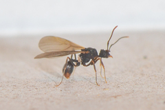 Cyphomyrmex rimosus