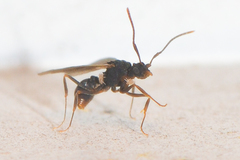 Cyphomyrmex rimosus