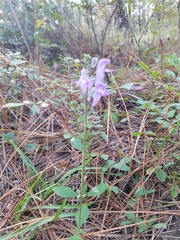 Scutellaria arenicola