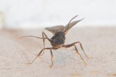 Cyphomyrmex rimosus