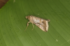 Aglaonice otignatha