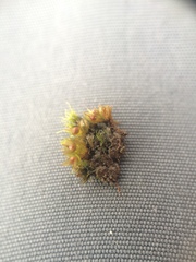 Physcomitrium immersum