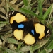 Mariposa Ojos de Venado Amarilla - Photo no hay derechos reservados, subido por lovelymon lamin