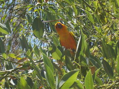 Aratinga solstitialis