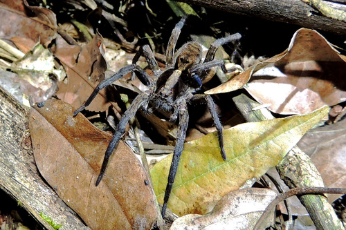 Hogna gumia