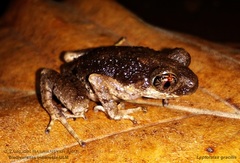 Leptobrachella gracilis