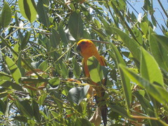 Aratinga solstitialis