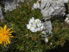 Achillea clavennae