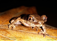 Leptobrachella gracilis