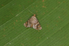 Cecharismena aquilalis