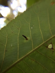 Caryomyia subulata