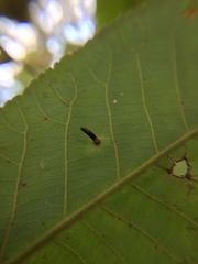 Caryomyia subulata