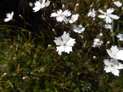 Heliosperma alpestre