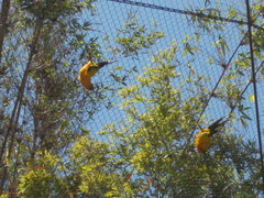 Aratinga solstitialis
