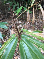 Alpinia caerulea
