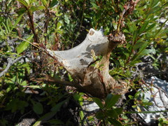 Eriogaster arbusculae