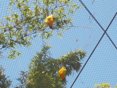 Aratinga solstitialis