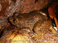 Limnonectes conspicillatus