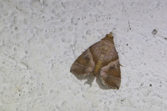 Cecharismena josealis