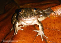 Limnonectes conspicillatus