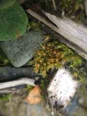 Physcomitrium immersum