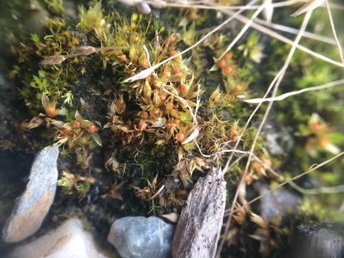 Image of Physcomitrium immersum by no rights reserved
