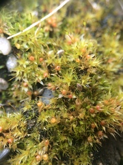 Physcomitrium immersum