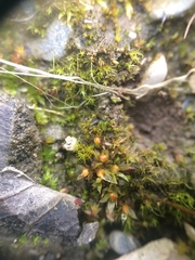 Physcomitrium immersum