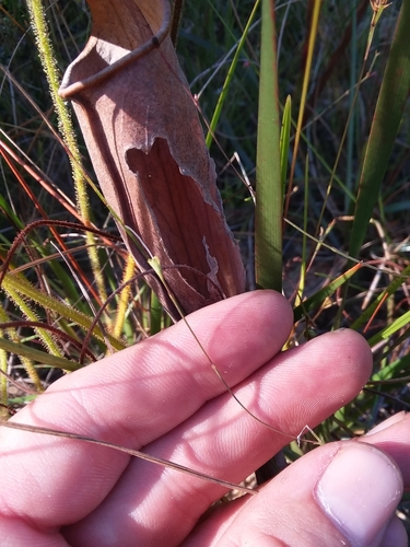 Image of Agalinis filicaulis by (c) Will McFarland, some rights reserved (CC BY)