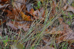 Aristida tuberculosa