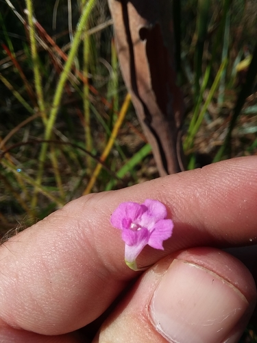 Image of Agalinis filicaulis by (c) Will McFarland, some rights reserved (CC BY)