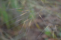 Aristida tuberculosa