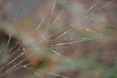 Aristida tuberculosa