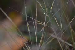 Aristida tuberculosa