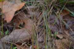 Aristida tuberculosa