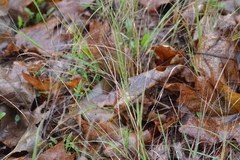 Aristida tuberculosa