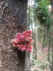 Davidsonia jerseyana