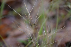Aristida tuberculosa