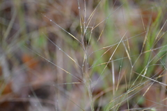 Aristida tuberculosa