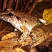 Giant River Frog - Photo (c) Zainudin Basriansyah Akar, some rights reserved (CC BY-NC), uploaded by Zainudin Basriansyah Akar