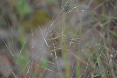 Aristida tuberculosa